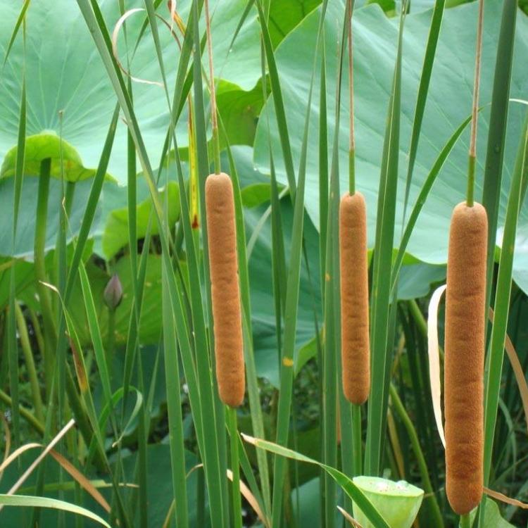 香蒲价格 水生植物香蒲基地