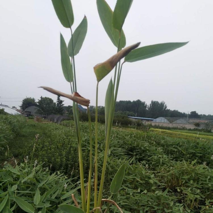水生植物基地直销再力花
