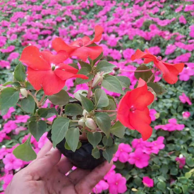 多色非洲凤仙花价格 山东凤仙花小苗批发