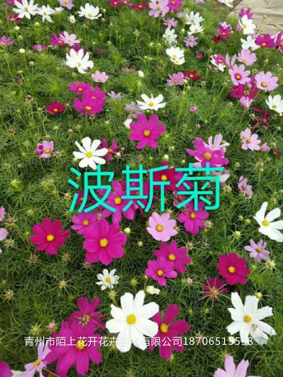 出售波斯菊  波斯菊小苗    波斯菊批发