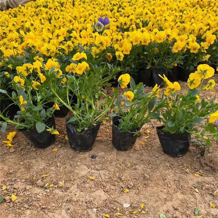 角堇价格 角堇小苗批发 江瑞角堇种植基地