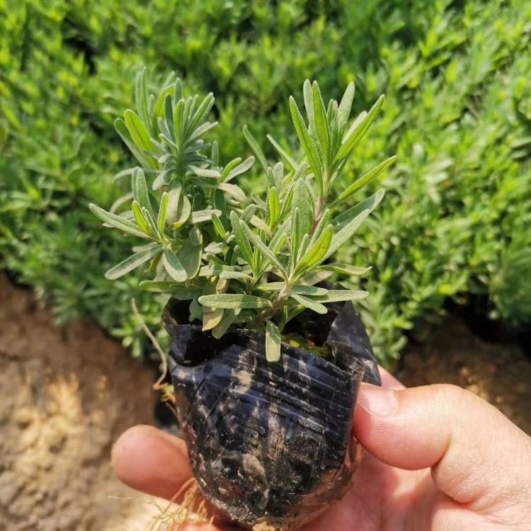 薰衣草价格 薰衣草基地 山东杯苗薰衣草价格