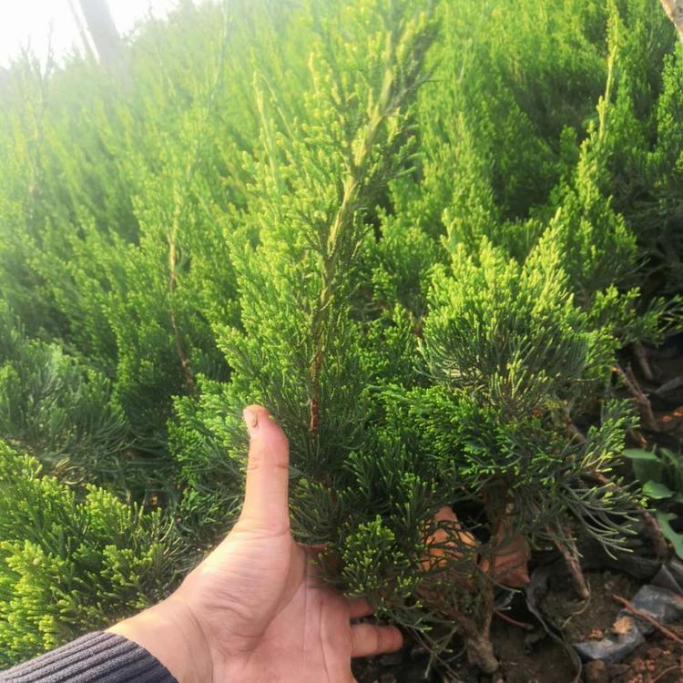 小龙柏价格 山东杯苗小龙柏价格 地栽苗小龙柏价格