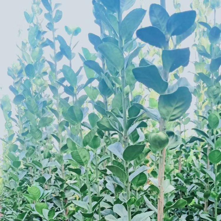 北海道黄杨