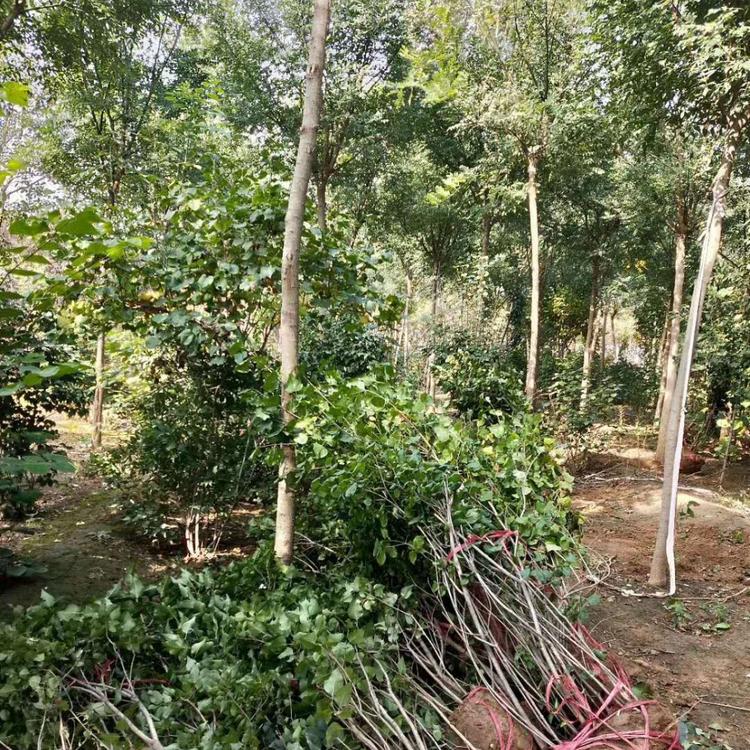 丛生丁香图片 丁香属于开花灌木