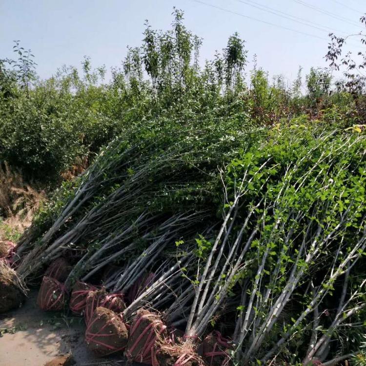 丛生木槿图片 木槿属于开花灌木