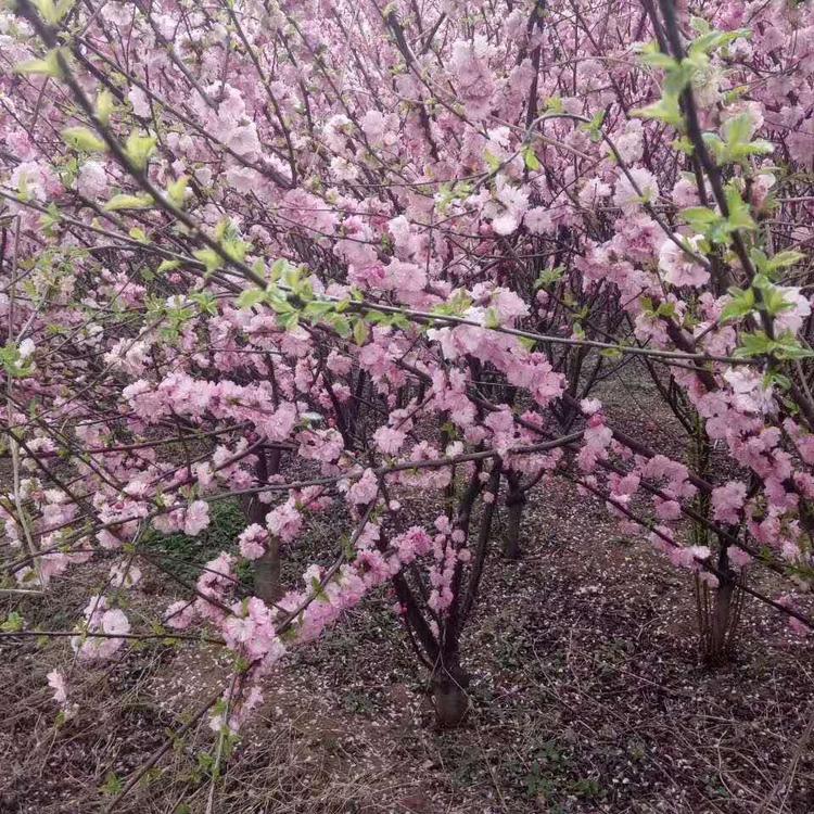 榆叶梅价格多少钱