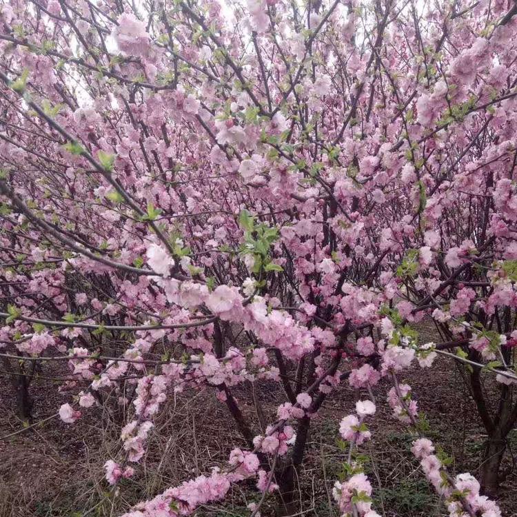 丛生榆叶梅是开花灌木