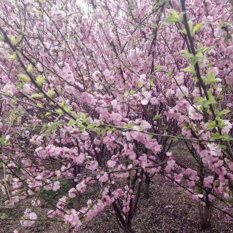 榆叶梅开花图片 榆叶梅又名小桃红