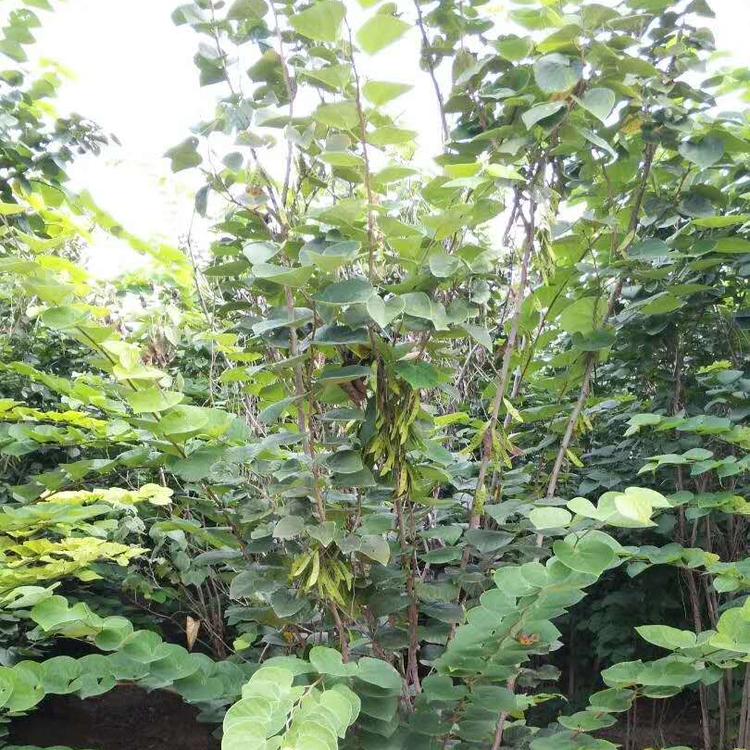 丛生紫荆价格 紫荆基地