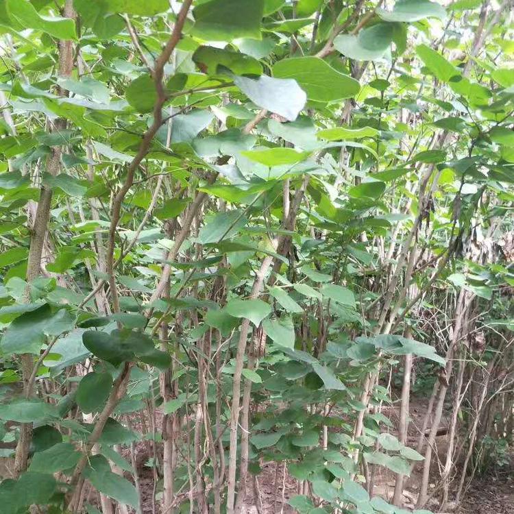 紫荆花图片