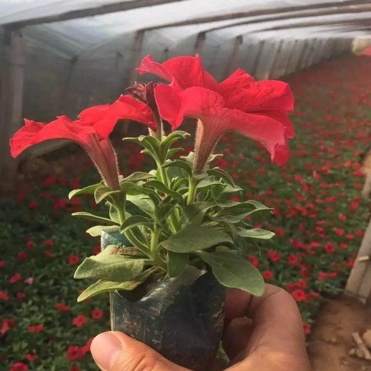 山东矮牵牛 青州牵牛花价格 牵牛花批发 绿化专用苗