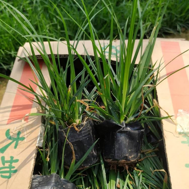 多芽崂峪苔草 崂峪苔草山东 北京崂峪苔草小苗批发