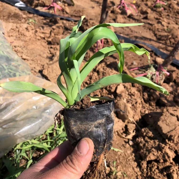 萱草 青州大花萱草花价格 萱草 批发 绿化专用苗