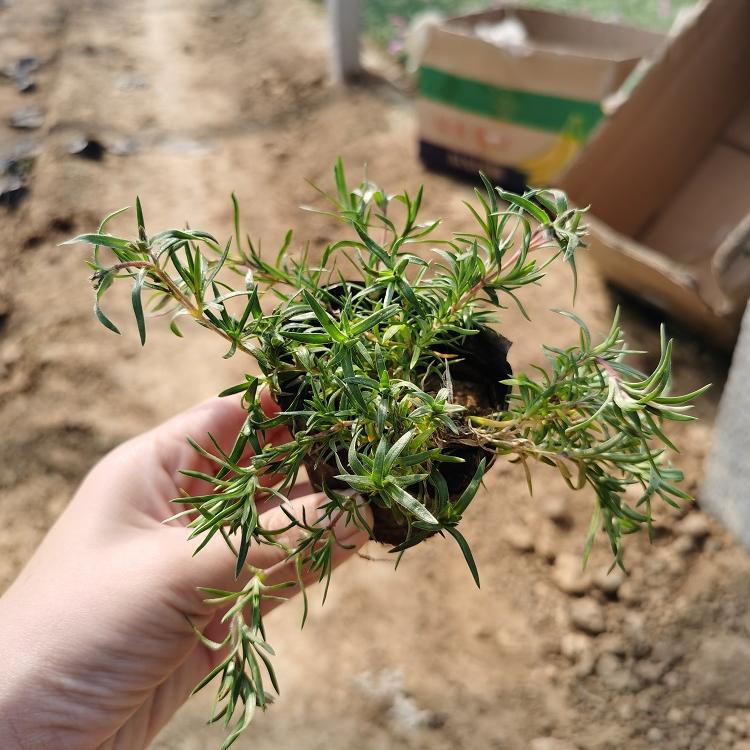 河南芝樱批发 芝樱小苗