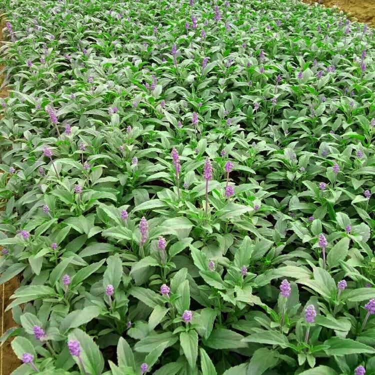 鼠尾草价格实惠 鼠尾草供应商 鼠尾草草坪用花