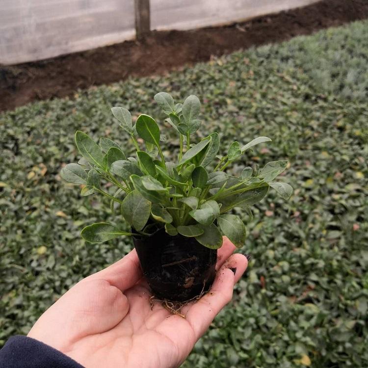 金鸡菊培植 金鸡菊行情 金鸡菊价格 景观花卉批发