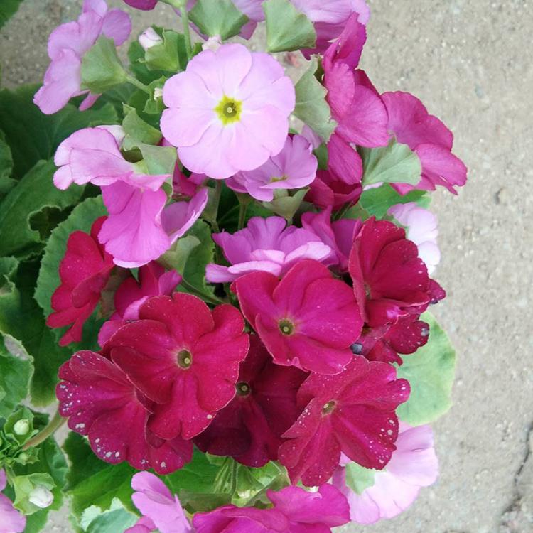 四季樱花 四季樱花价格