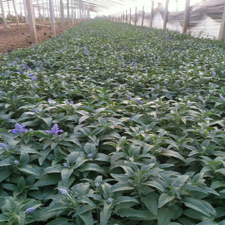 鼠尾草  鼠尾草价格
