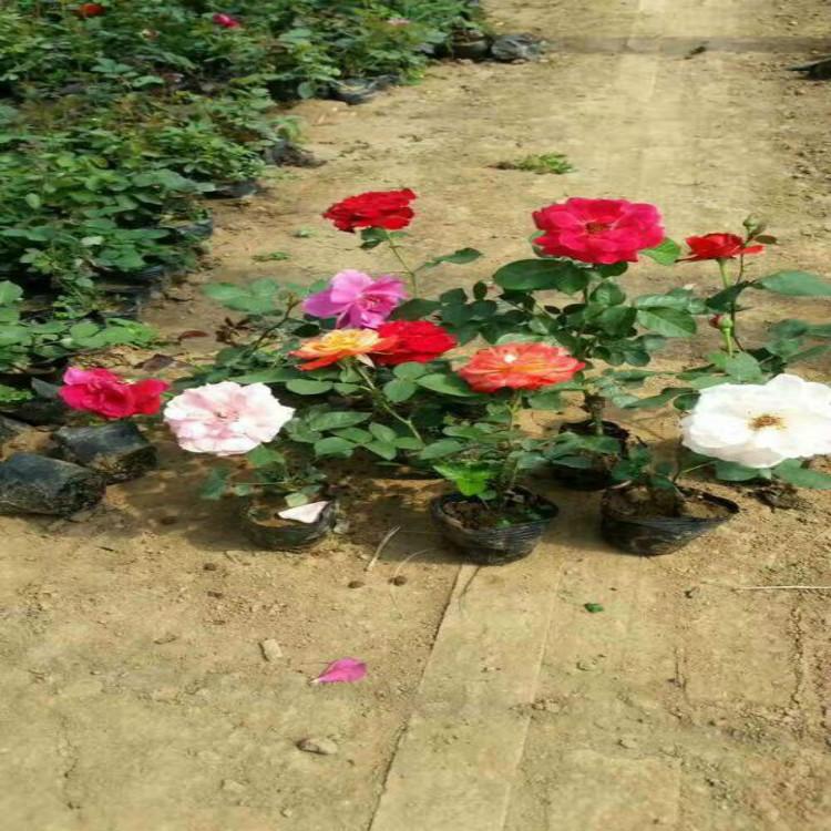 大花月季 大花月季批发 大花月季小苗