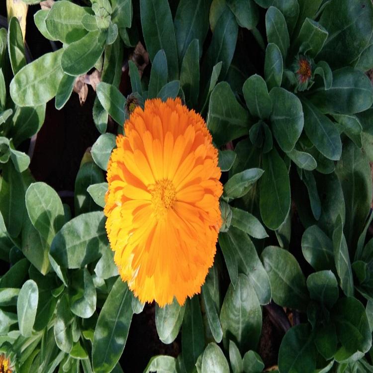 金盏菊  金盏菊价格