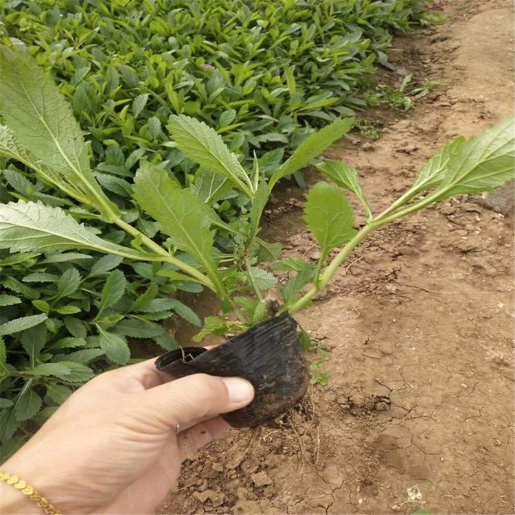 山东马鞭草批发 销售柳叶马鞭草 马鞭草批发