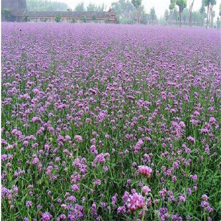 马鞭草定植 青州马鞭草种苗 露天多芽马鞭草种苗