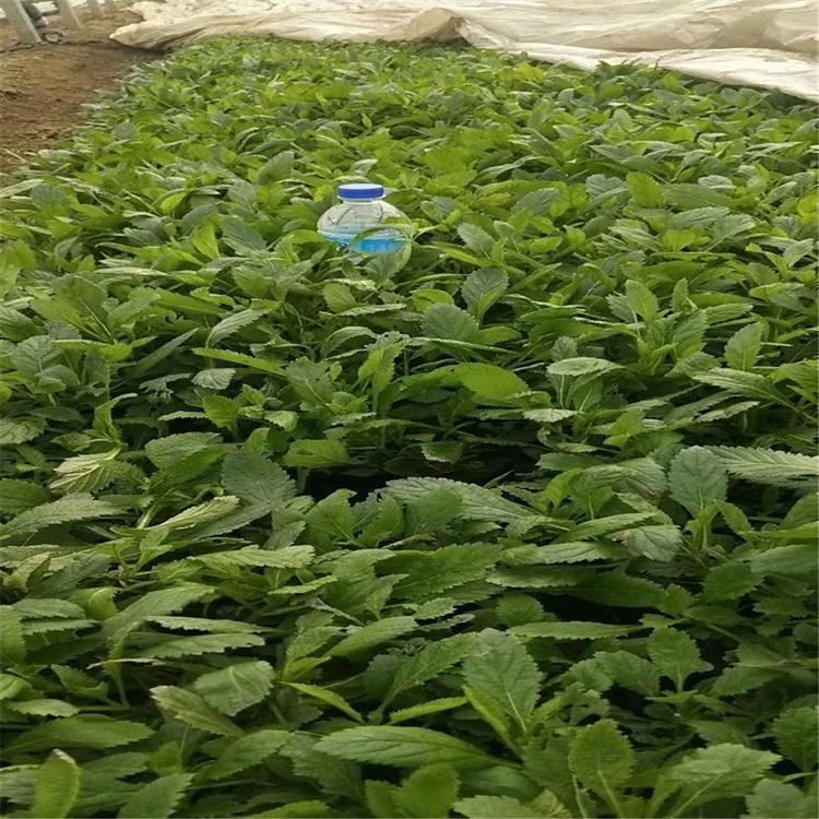 马鞭草价格 青州马鞭草种苗 基地直售马鞭草种苗