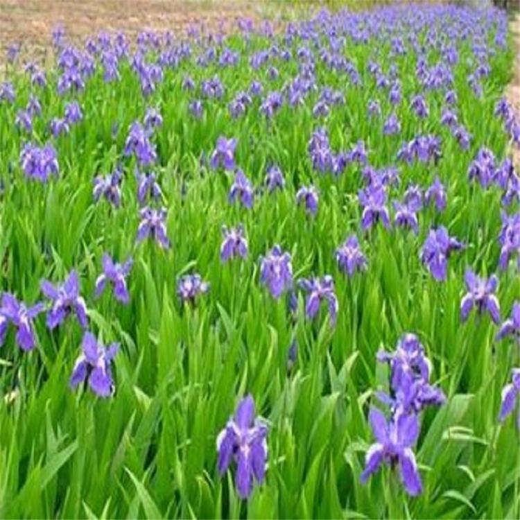 鸢尾苗 青州鸢尾种植基地 量大优惠鸢尾苗