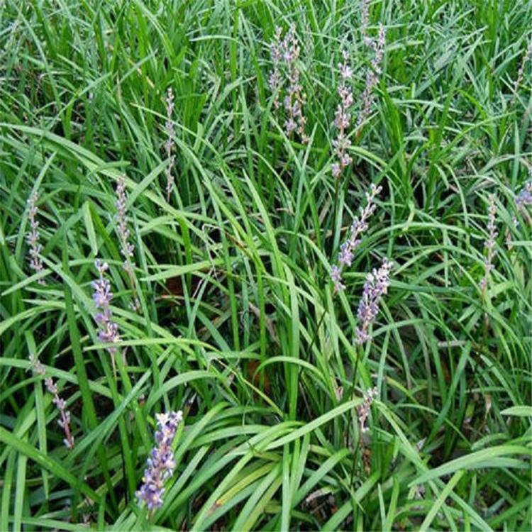 麦冬供应 山东耐寒植物麦冬 基地供应耐寒植物麦冬