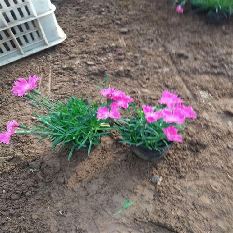 价格从优欧石竹杯苗 山东青州欧石竹杯苗 欧石竹批发