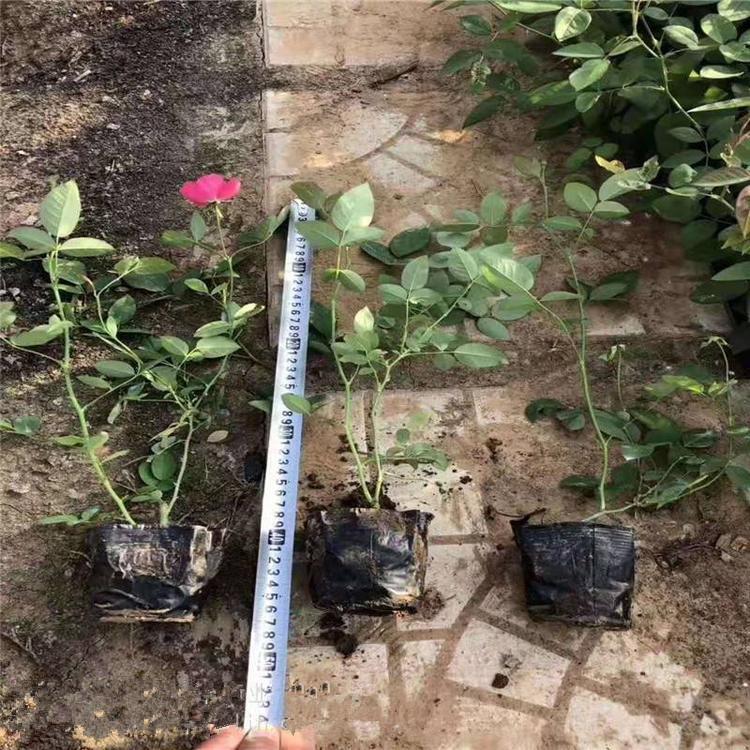 丰花月季价格 丰花月季基地批发
