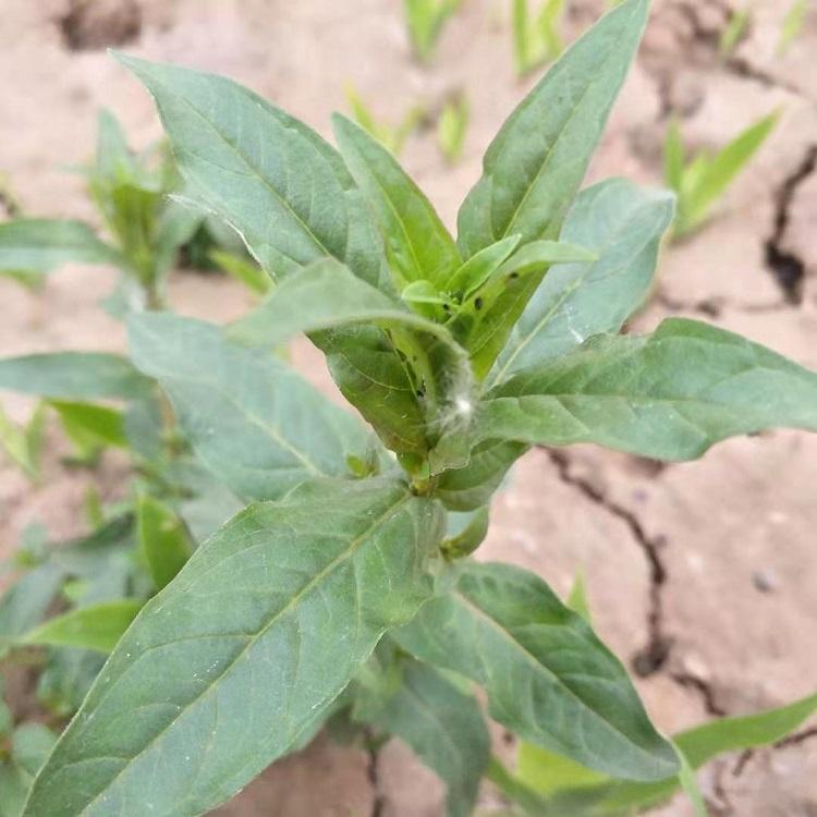 批发金鸡菊  金鸡菊种植基地