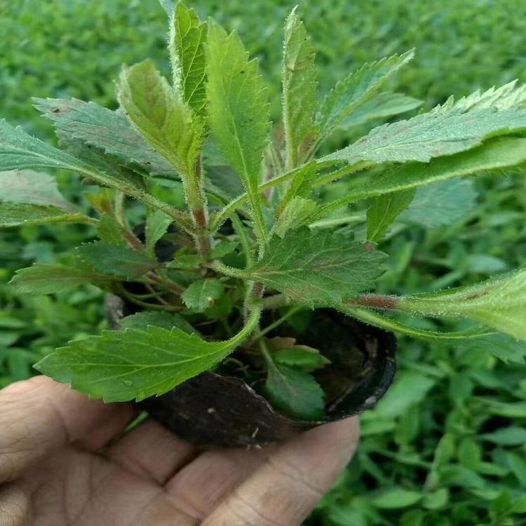 马鞭草种植基地 马鞭草报价