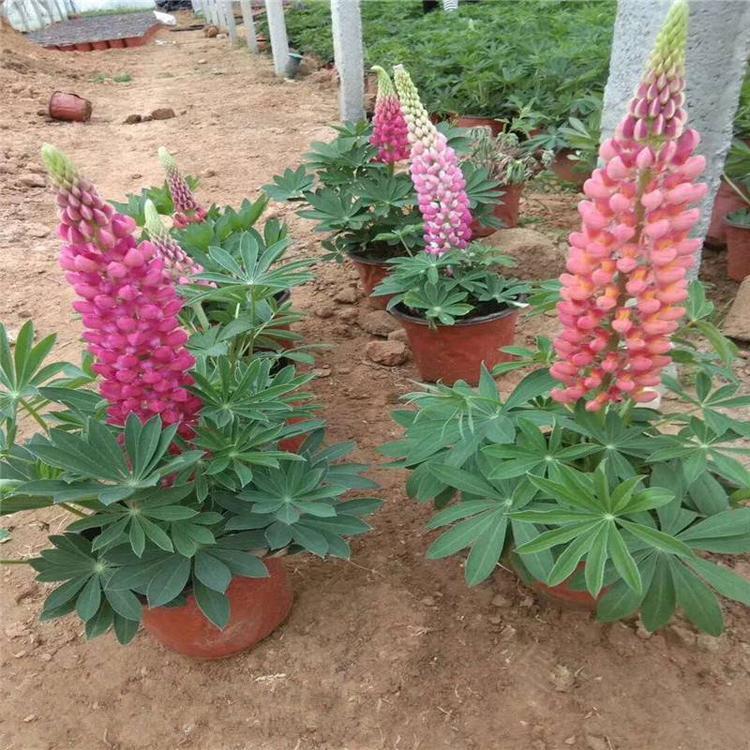 羽扇豆小苗价格 羽扇豆批发基地