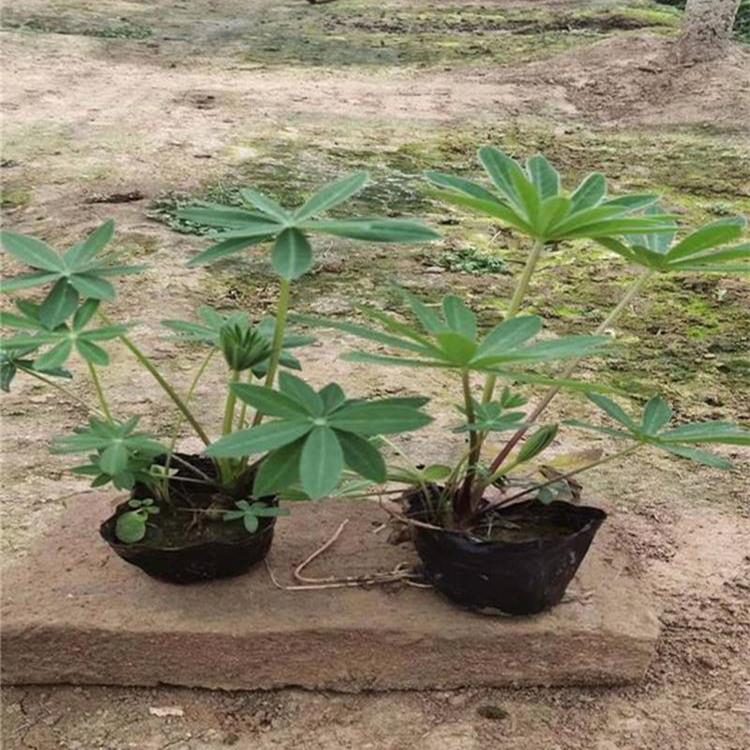 青州羽扇豆小苗价格 羽扇豆基地报价