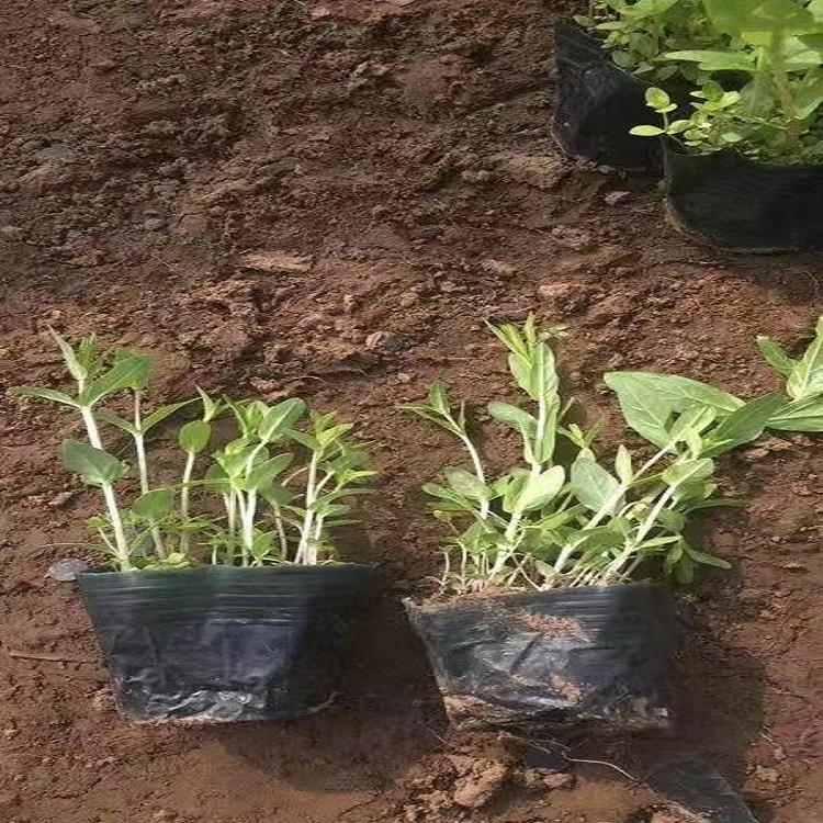 千屈菜报价  千屈菜价格
