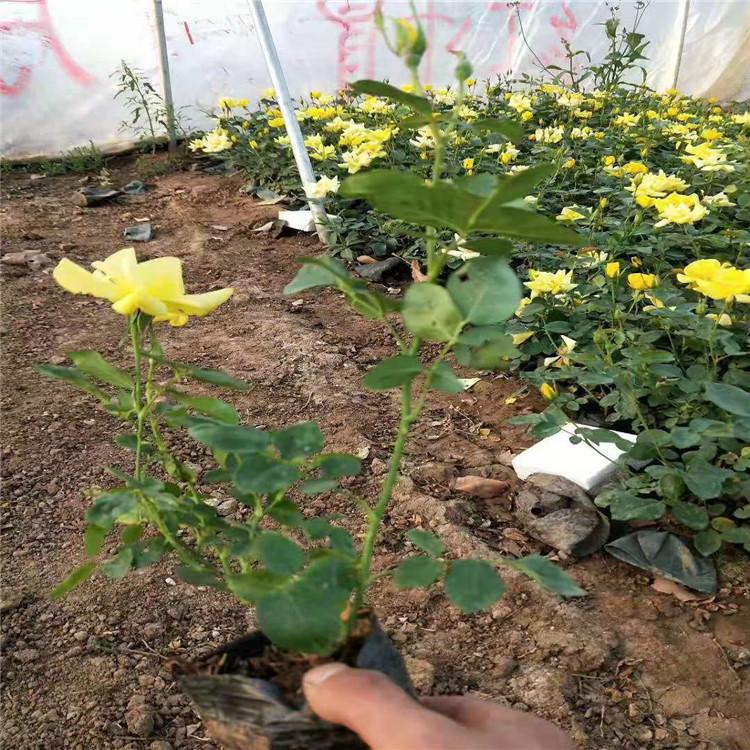 青州月季花苗批发 绿化用月季价格
