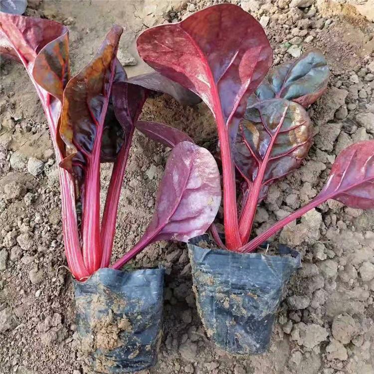 红叶菠菜价格 红叶菠菜小苗基地批发