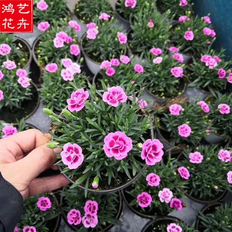 山东初吻石竹_批发初吻石竹_初吻石竹小苗_联系鸿艺