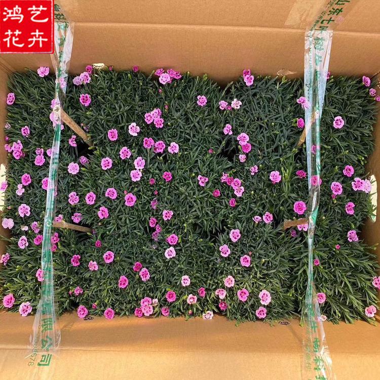初吻石竹小苗批发 基地直售初吻石竹盆苗 青州初吻石竹盆苗