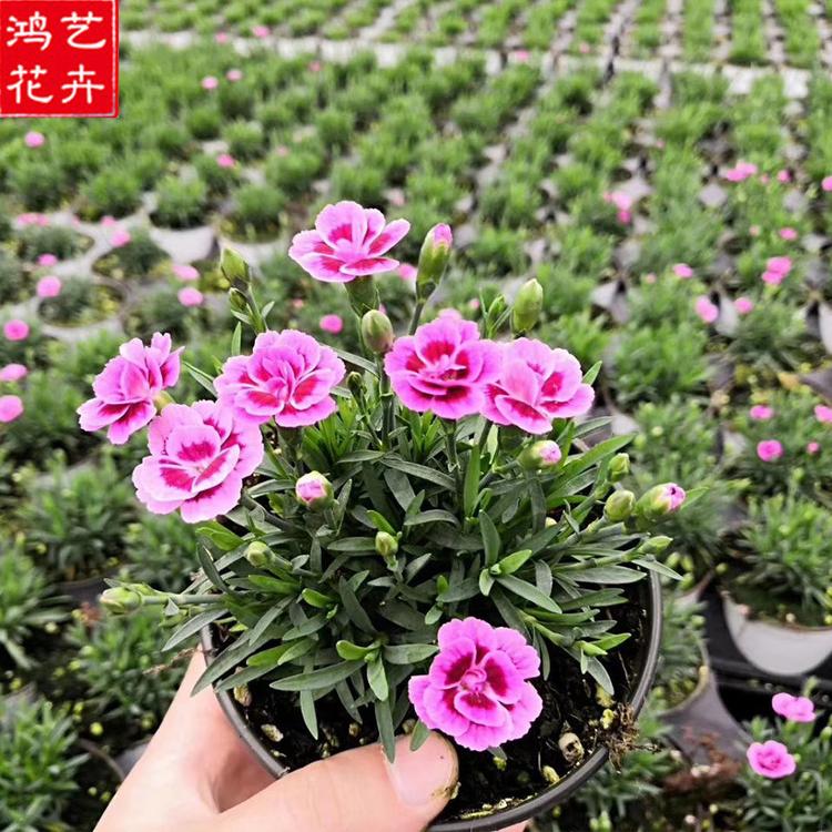 初吻石竹盆苗 青州初吻石竹培育 批发基地初吻石竹盆苗