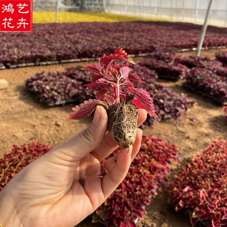 火焰彩叶草 订购报价 青州草花穴盘苗价格