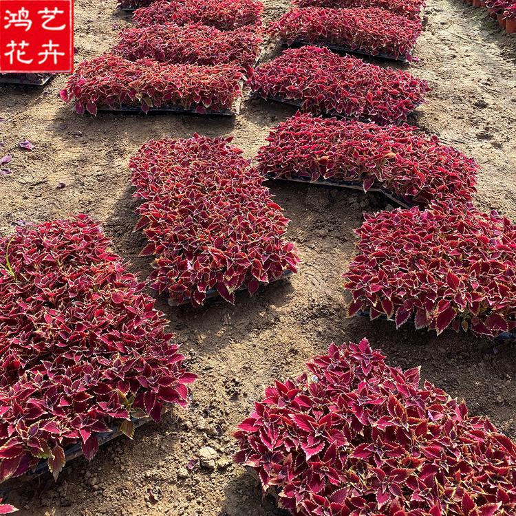 地被火焰彩叶草 应季苗木 山东火焰彩叶草批发