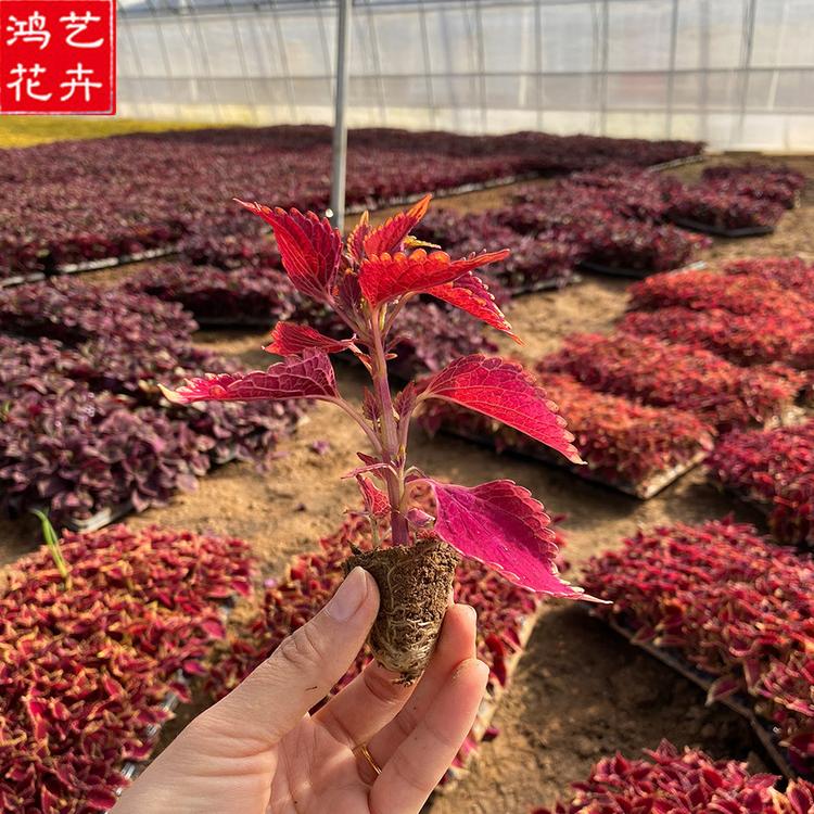 应季苗木 青州火焰彩叶草穴盘苗 火焰彩叶草报价