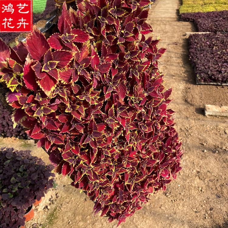 苗圃批发 地被火焰彩叶草 火焰彩叶草报价