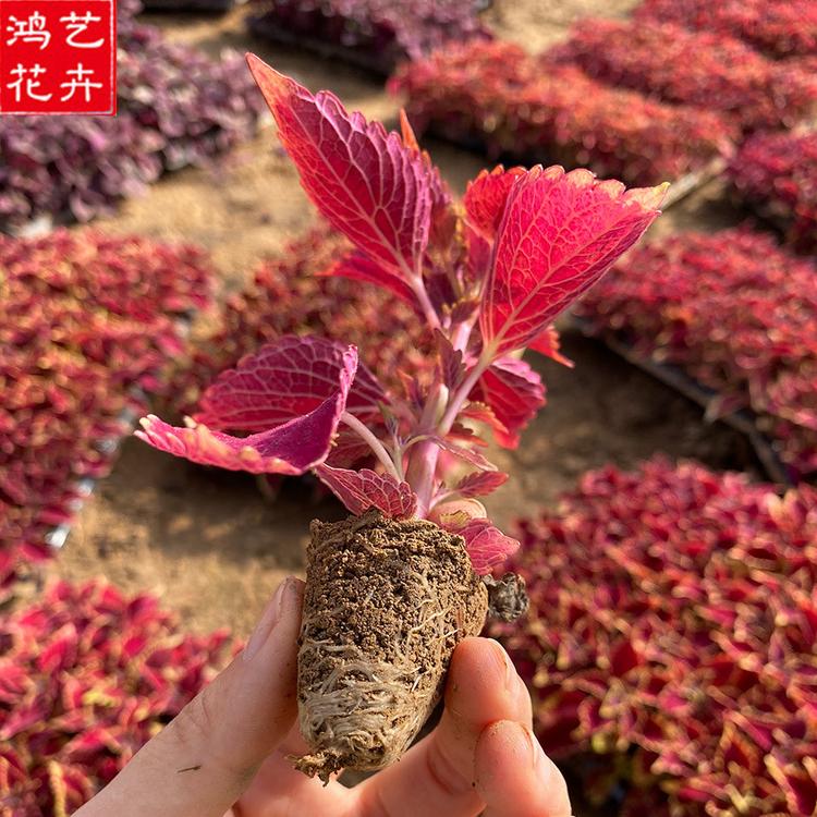 应季苗木 山东地被火焰彩叶草 草花穴盘苗价格