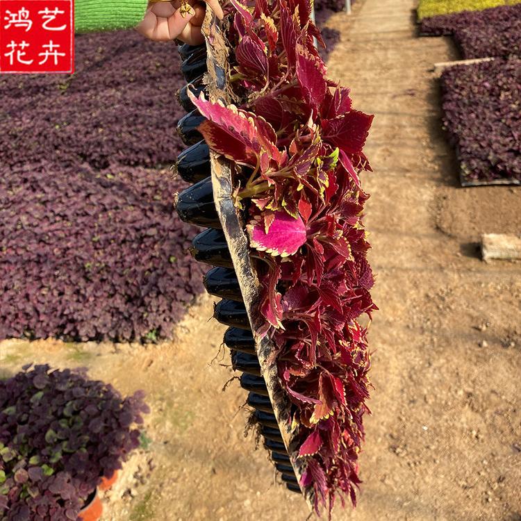 苗圃基地批发 山东火焰彩叶草 草花穴盘苗价格