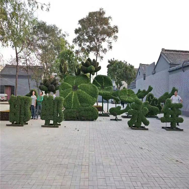 五一广场造型草花批发 组摆草花种类 江瑞草花基地