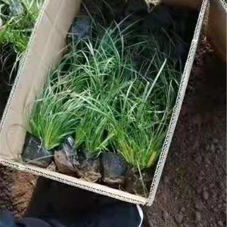 订购报价 青绿苔草小苗 山东青绿苔草基地 青绿苔草小苗
